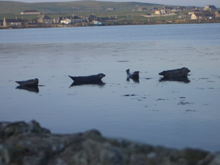 Seals sunbathing in the bay